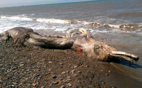 Xác sinh vật lạ trôi vào bờ biển đảo Sakhalin, Nga