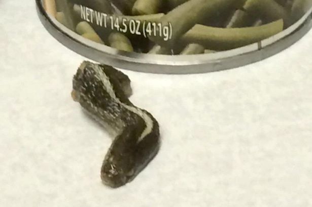  đầu rắn trong hộp hạt đậu xanh