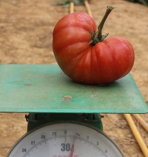 Mỗi quả cà chua Đà Lạt khổng lồ này nặng tới gần 1kg
