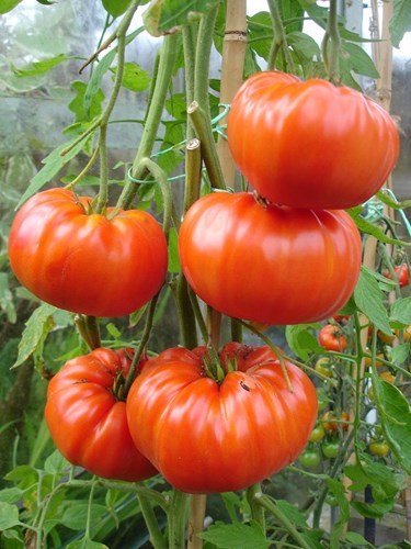 Giá cà chua nặng gần 1 kg bán lẻ tới tay người tiêu dùng dự kiến là 40.000 đồng