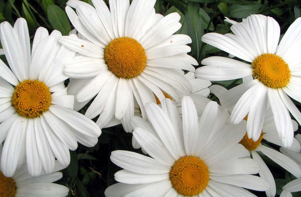 Hoa cúc Shasta có màu trắng muốt là thành quả của 17 năm nghiên cứu