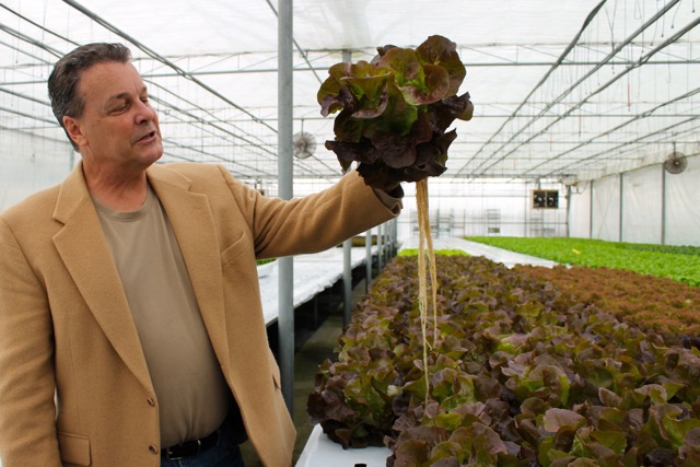 Ông Gabrielsen và những bó rau diếp được trồng theo phát minh mới về phương pháp hydroponics
