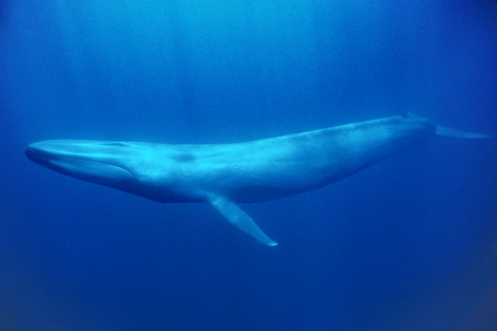 Phát minh mới giúp các  nhà khoa học có cơ hội tiếp cận với quần thể cá voi xanh - loài động vật lớn nhất thế giới hiện nay