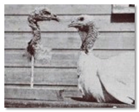 Thí nghiệm thật sự khá lạ lẫm và kỳ cục để họ chứng minh rằng loài gà tây chỉ bị thu hút bởi phần đầu của gà mái trong thời gian kết đôi
