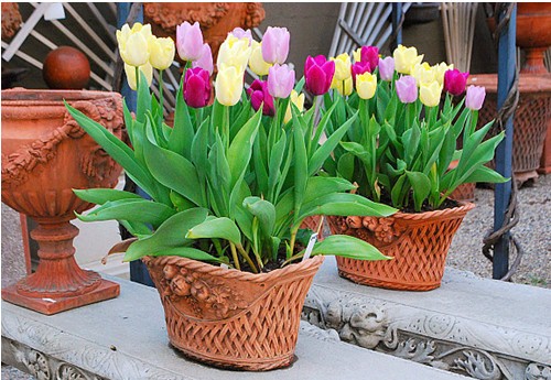 Hoa tulip chứa nhiều chất kiềm độc 