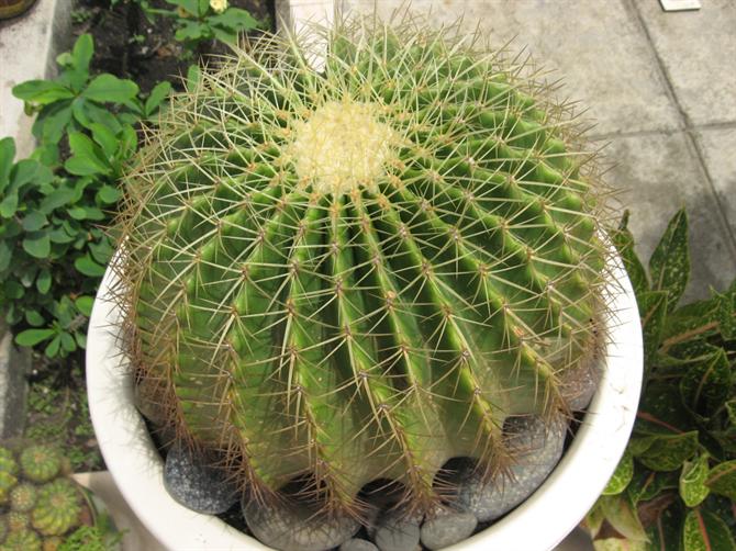 Trang trí xương rồng trên bàn làm việc là điều cấm kỵ Trang trí xương rồng trên bàn làm việc là điều cấm kỵ