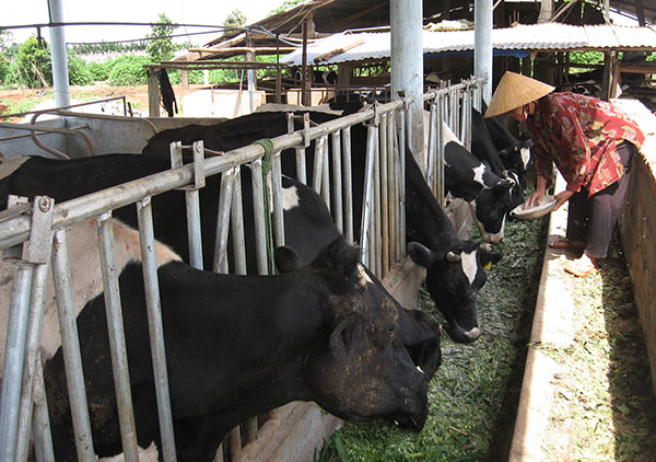 Nông dân Củ Chi ‘méo mặt’ vì được tắm sữa bò hàng ngày