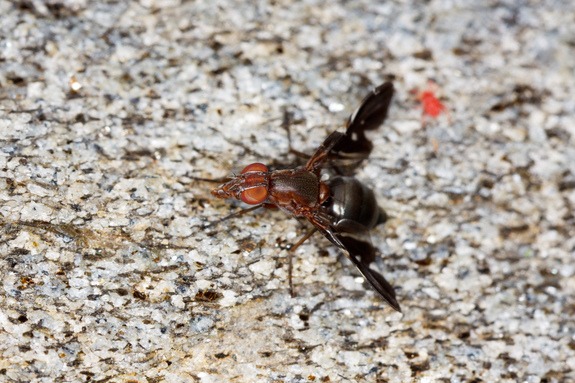 Thông tin khoa học cho biết kiểu giao phối đặc thù của ruồi Ulidiid 