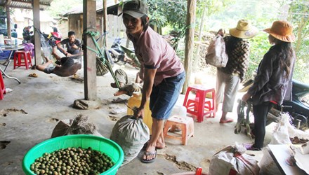 Lùng sục trái mây, cau non bán sang Trung Quốc