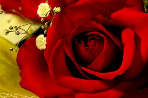 Hoa hồng đỏ là quà tặng ý nghĩa ngày 8/3 được ưa chuộng nhất