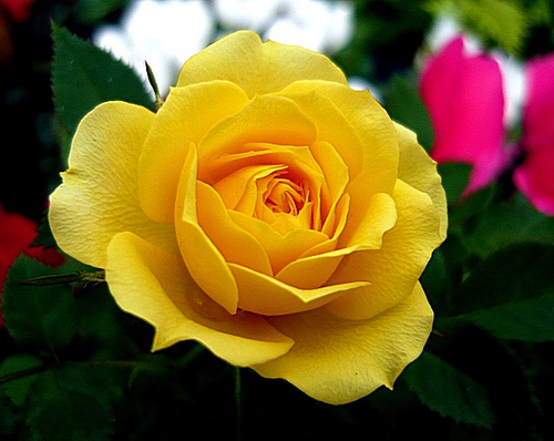 Hoa hồng vàng tượng trưng cho tình bạn, niềm vui và sự tiến triển trong mối quan hệ. Đây sẽ là một món quà tặng ý nghĩa ngày 8/3 để bày tỏ tình cảm