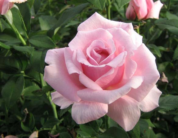 Hoa hồng màu hồng mang đến sự thanh nhã và sang trọng. Đây sẽ là một món quà tặng ý nghĩa ngày 8/3 hoàn hảo dành cho những bà mẹ