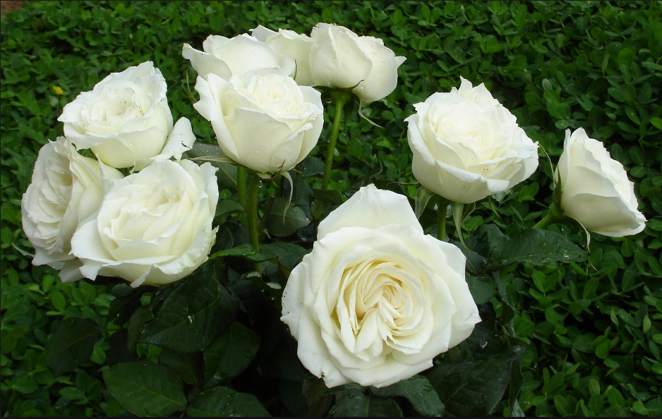 Hoa hồng trắng ngây thơ, trong sáng 