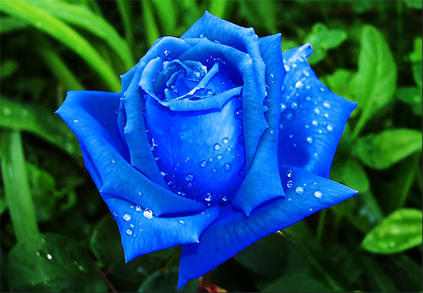 Hoa hồng màu xanh ngọc bích tượng trưng cho tình yêu vĩnh hằng