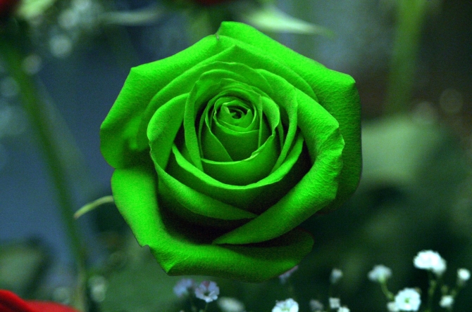 Muốn tạo một sự bất ngờ và đặc biệt với người ấy với món quà tặng ý nghĩa ngày 8/3 thì hoa hồng màu xanh lá sẽ là một gợi ý thú vị