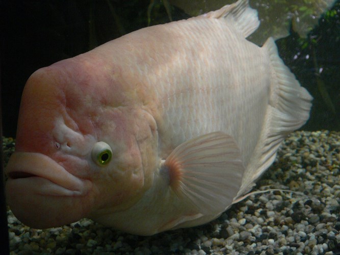 Cá tai tượng thuộc nhóm cá ăn tạp và thiên về thực vật. 