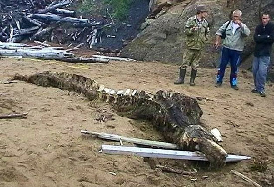 Bộ xương quái vật biển bí ẩn trôi dạt vào bờ biển nước Nga
