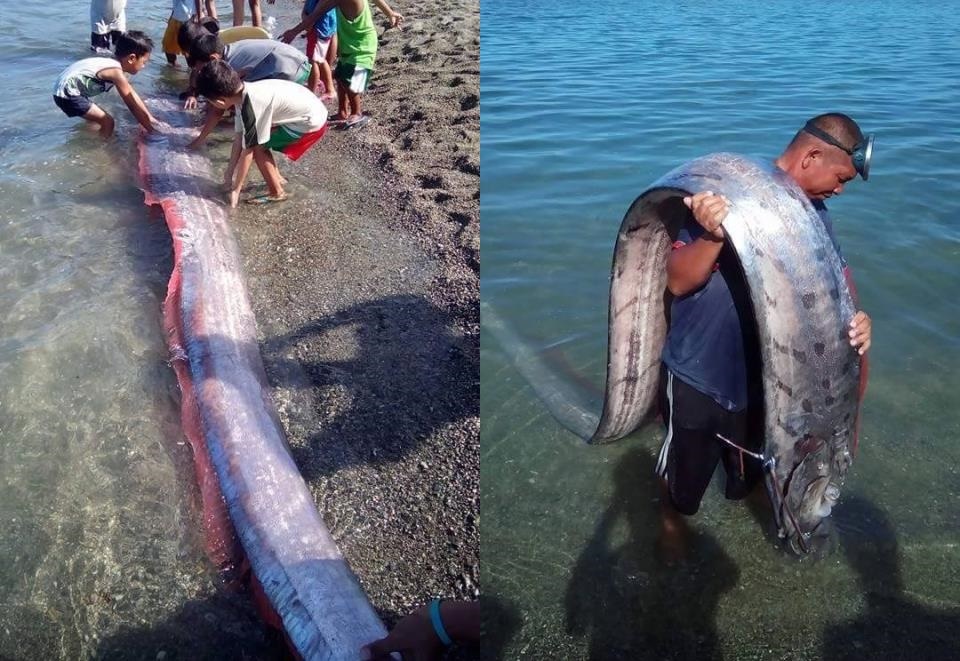 Con cá mái chèo dài 4m được phát hiện tại Philippines