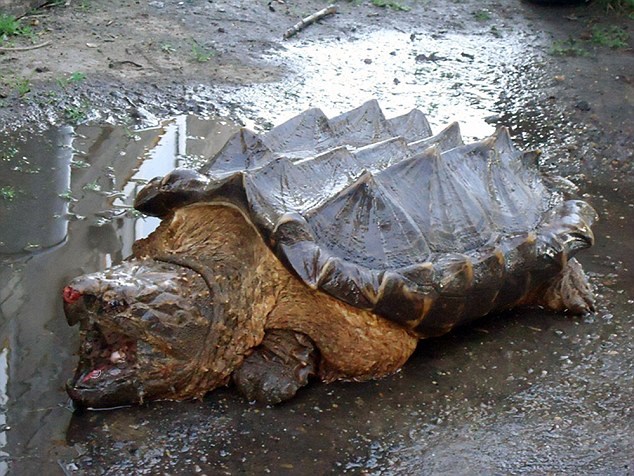 Loài rùa giống khủng long này được cho là đã vượt hơn 10 ngàn km để đến bờ biển Siberia 
