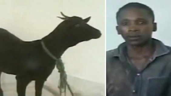 Man Has Sex With Goat