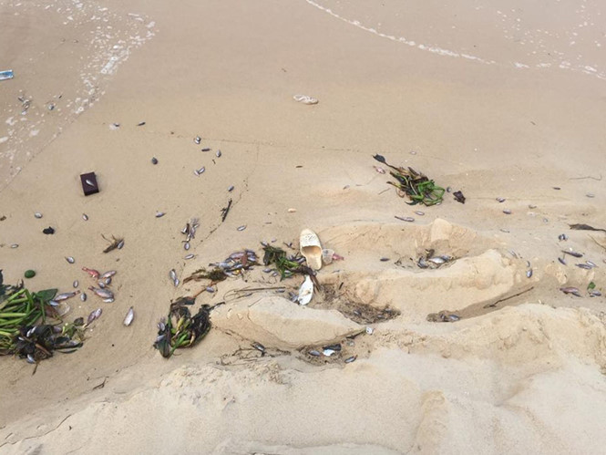 Cá chết dạt vào bờ biển ở TP.Đồng Hới, Quảng Bình