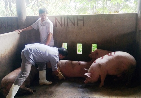 Thông tin heo bị bệnh vẫn được cấp phép giết mổ ở Quảng Bình khiến người tiêu dùng hoang mang lo ngại