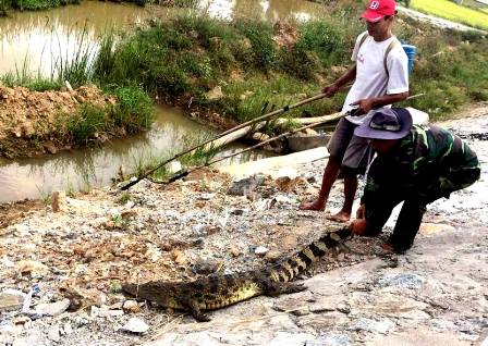 Người dân Quảng Nam vây bắt cá sấu bên lề quốc lộ 1A