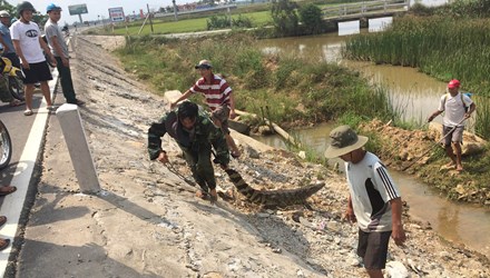 Đã từng có không ít trường hợp cá sấu xuất hiện trên quốc lộ 1A ở Quảng Nam