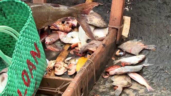 số lượng cá chết dạt vào bờ biển Quảng Trị trong thời gian ba tuần qua ước tính hơn 30 tấn.