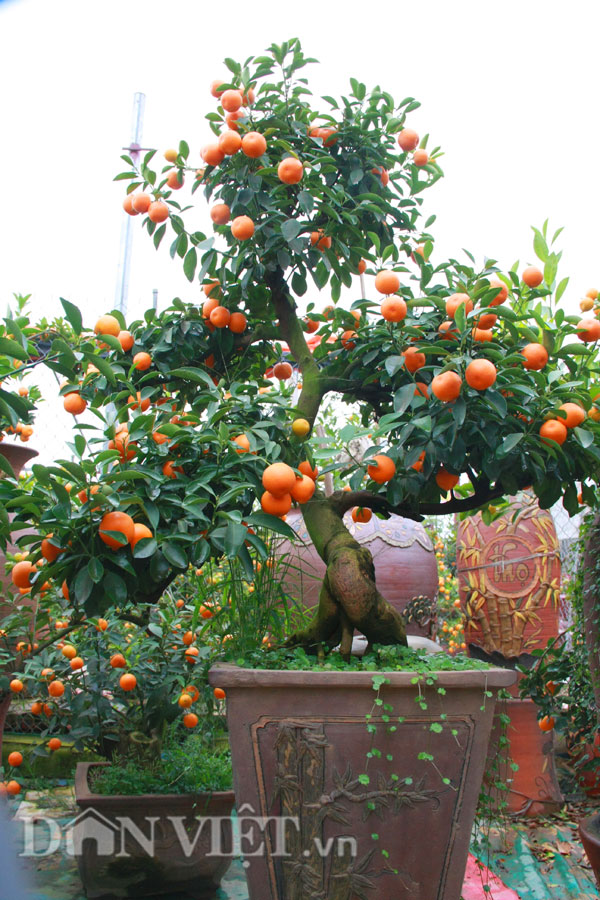 Cây quất bonsai thế ngũ phúc chỉ được chủ vườn cho thuê chứ quyết không bán
