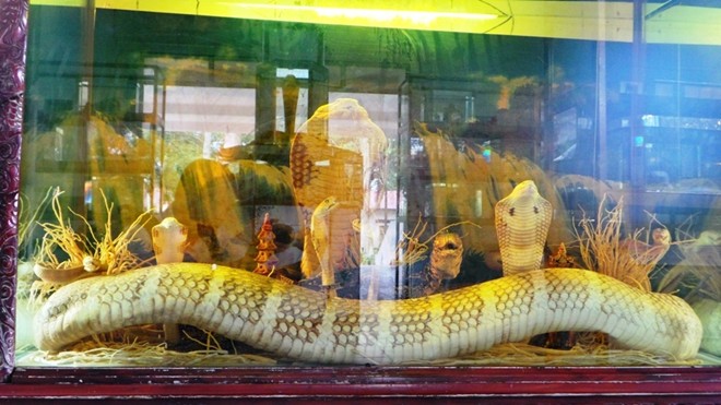 Trường hợp rắn hổ mang chúa lâu đời nhất ở Việt Nam là con rắn ở trại rắn Đồng Tâm với 18 năm