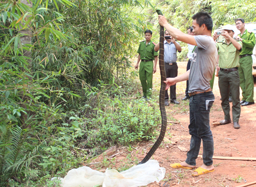 con rắn hổ mang chúa nặng 4 kg, dài gần 3 m được thả về với rừng tự nhiên