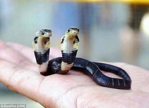 Dù còn nhỏ nhưng con rắn lạ có 2 đầu này vẫn khiến nhiều người phải khiếp sợ
