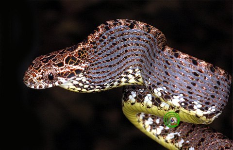 Chiêm ngưỡng vẻ đẹp của rắn rào ngọc bích