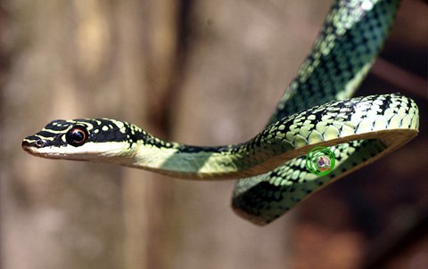 Tin khoa học minh chứng loài rắn cườm này hoàn toàn vô hại