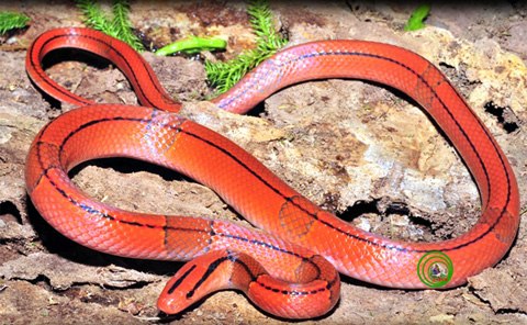 Thông tin khoa học cho biết loài rắn sọc đốm đỏ hoàn toàn vô hại