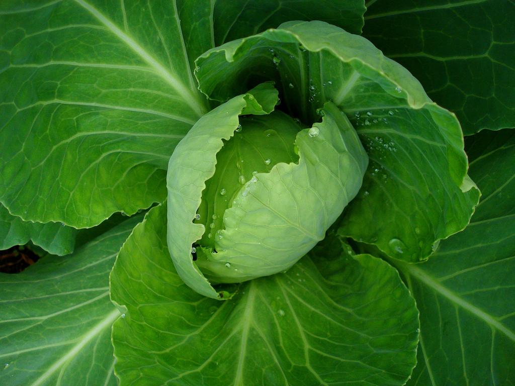 Dễ thụ thai nhờ thương xuyên ăn các loại rau xanh