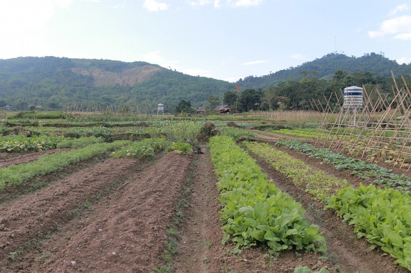Địa phương hỗ trợ kỹ thuật và đầu ra cho người nông dân trồng rau an toàn