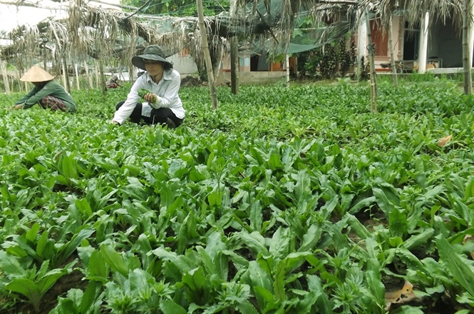 Trồng rau mùi tàu cho thu nhập cao tại Hà Tĩnh