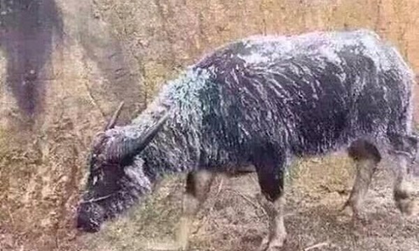 Rét đậm rét hại làm gần 8.000 trâu bò chết rét