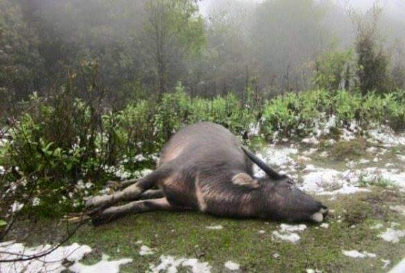 Rét kỷ lục làm hàng loạt trâu bò của các tỉnh miền núi chết rét