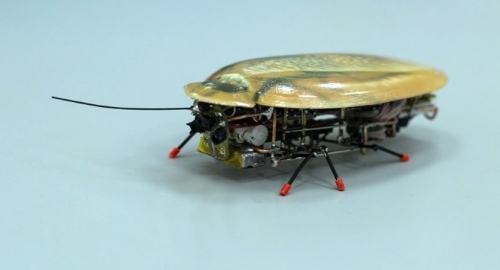 Nga thành công trong việc chế tạo robot do thám hình con gián