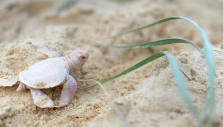 Rùa bạch tạng cực hiếm gặp trên bờ biển Úc