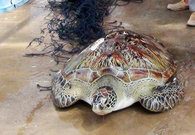 Rùa biển khủng lọt lưới ngư dân Bạc Liêu đang được chăm sóc vào bảo vệ tại lăng Ông Hải