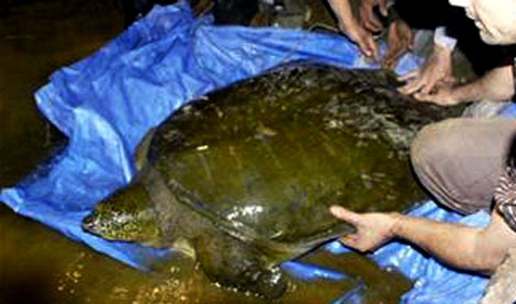 kết quả xét nghiệm cho thấy rùa Đồng Mô cùng loài với rùa Hồ Gươm