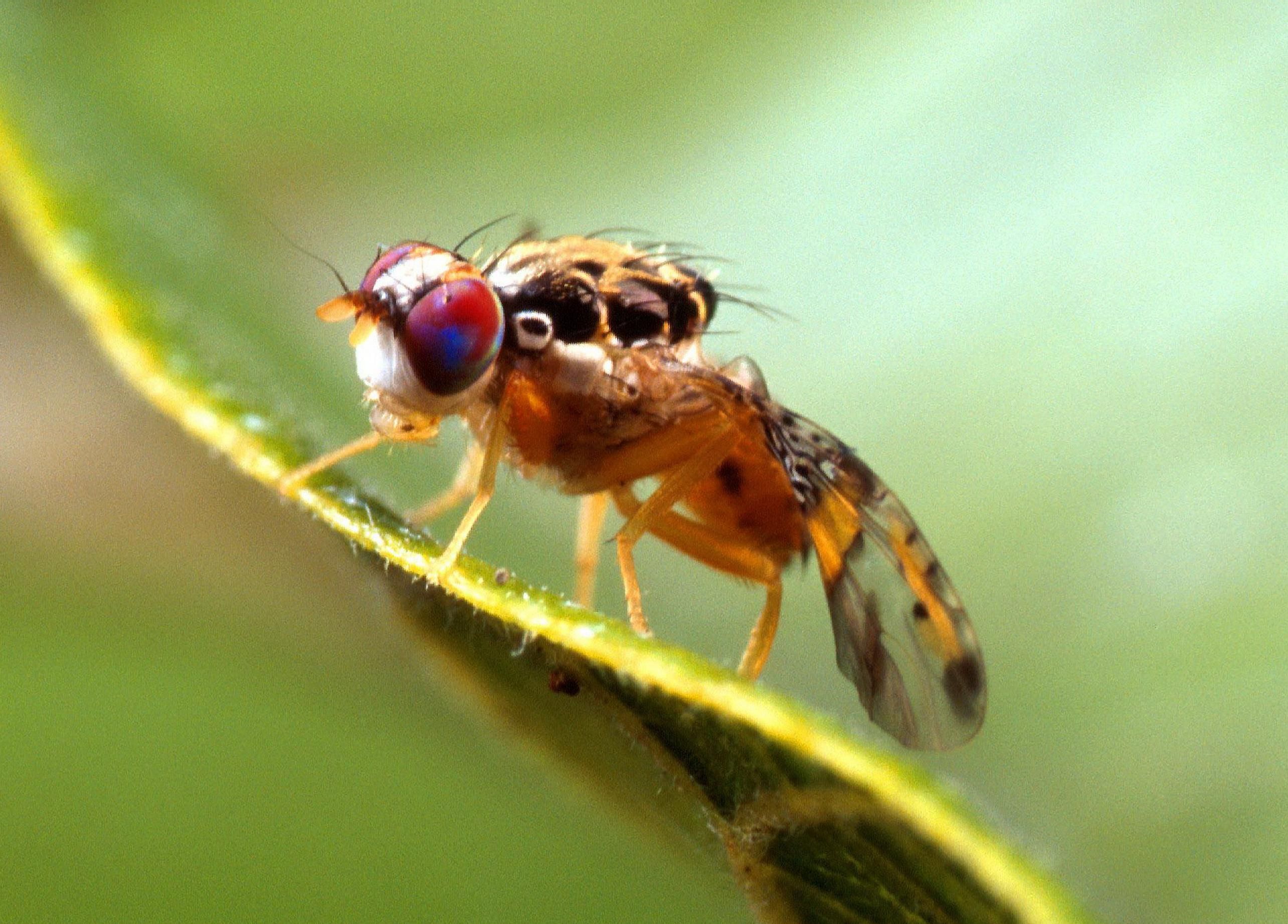 Mũi của ruồi giấm có thể giúp “đánh hơi” ma túy và bom