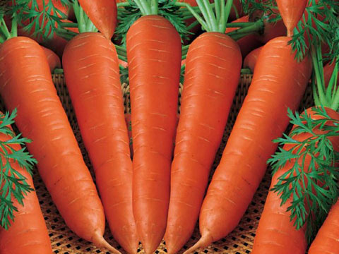 Sai lầm ăn uống gây nguy hiểm ít ai ngờ khi sử dụng cà rốt