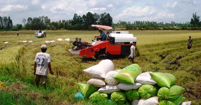 Sản xuất lúa gạo chất lượng cao - hàng hóa chủ lực của Việt Nam