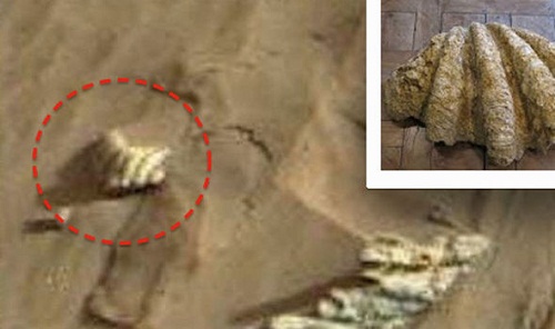 Nhiều người cho rằng đây là hình ảnh của chiếc vỏ ngao trên sao Hỏa