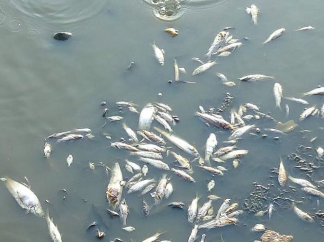 Cá chết hàng loạt nổi trắng mặt sông ở tỉnh Kampong Thom, Campuchia